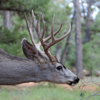 Grand Canyon - Mule Deer